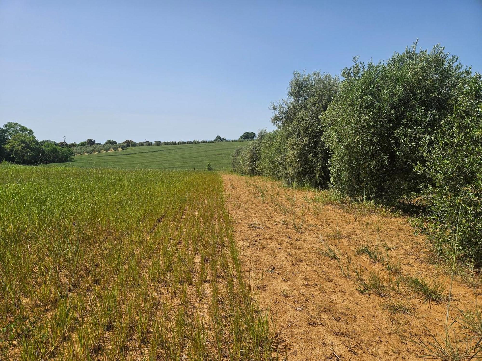 Agriturismo Il Migliarino Rispescia Bagian luar foto